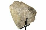 Fossil Sauropod Limb Section with Metal Stand - Colorado #335501-1